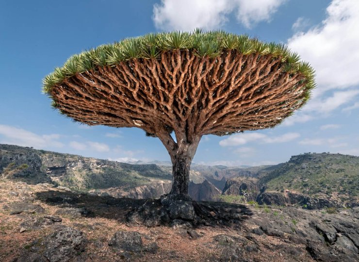 Socotra
