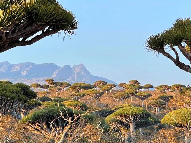 socotra_26